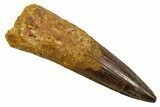 Fossil Spinosaurus Tooth - Real Dinosaur Tooth #373693-1